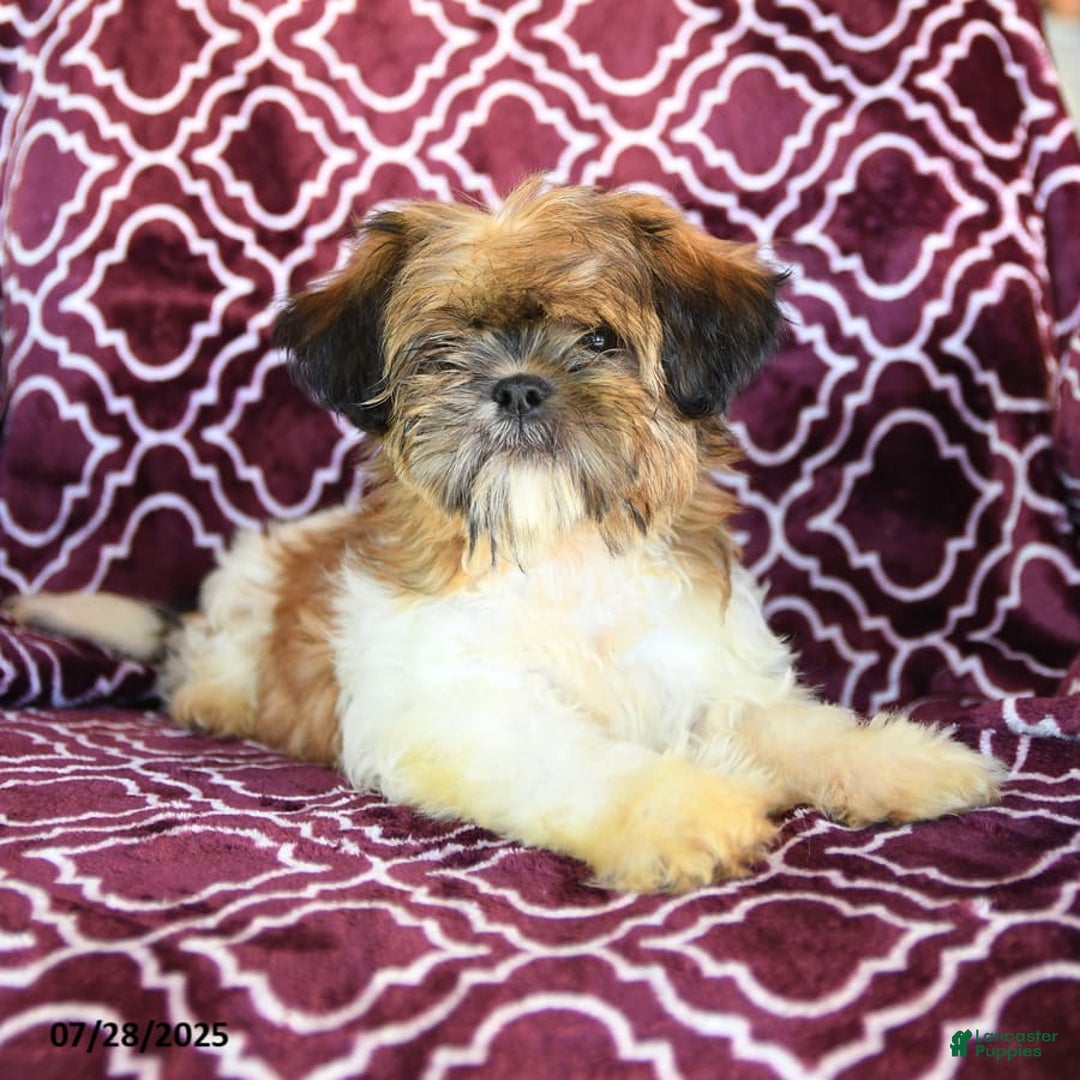 Shih Tzu dogs for sale: Scott - Image 7