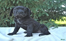 Cane Corso dogs for sale: Cali - Image 4