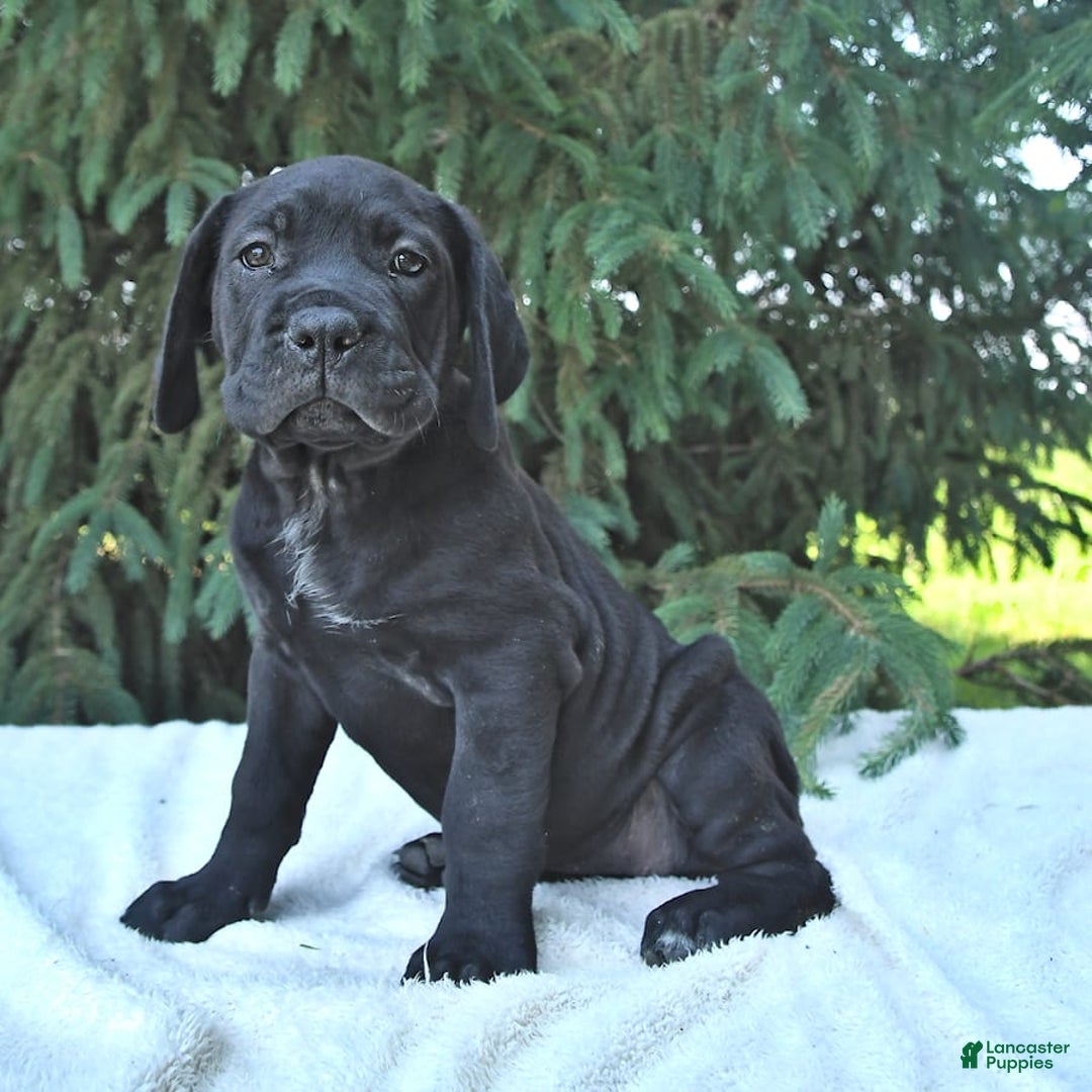 Cane Corso dogs for sale: Cali - Image 4