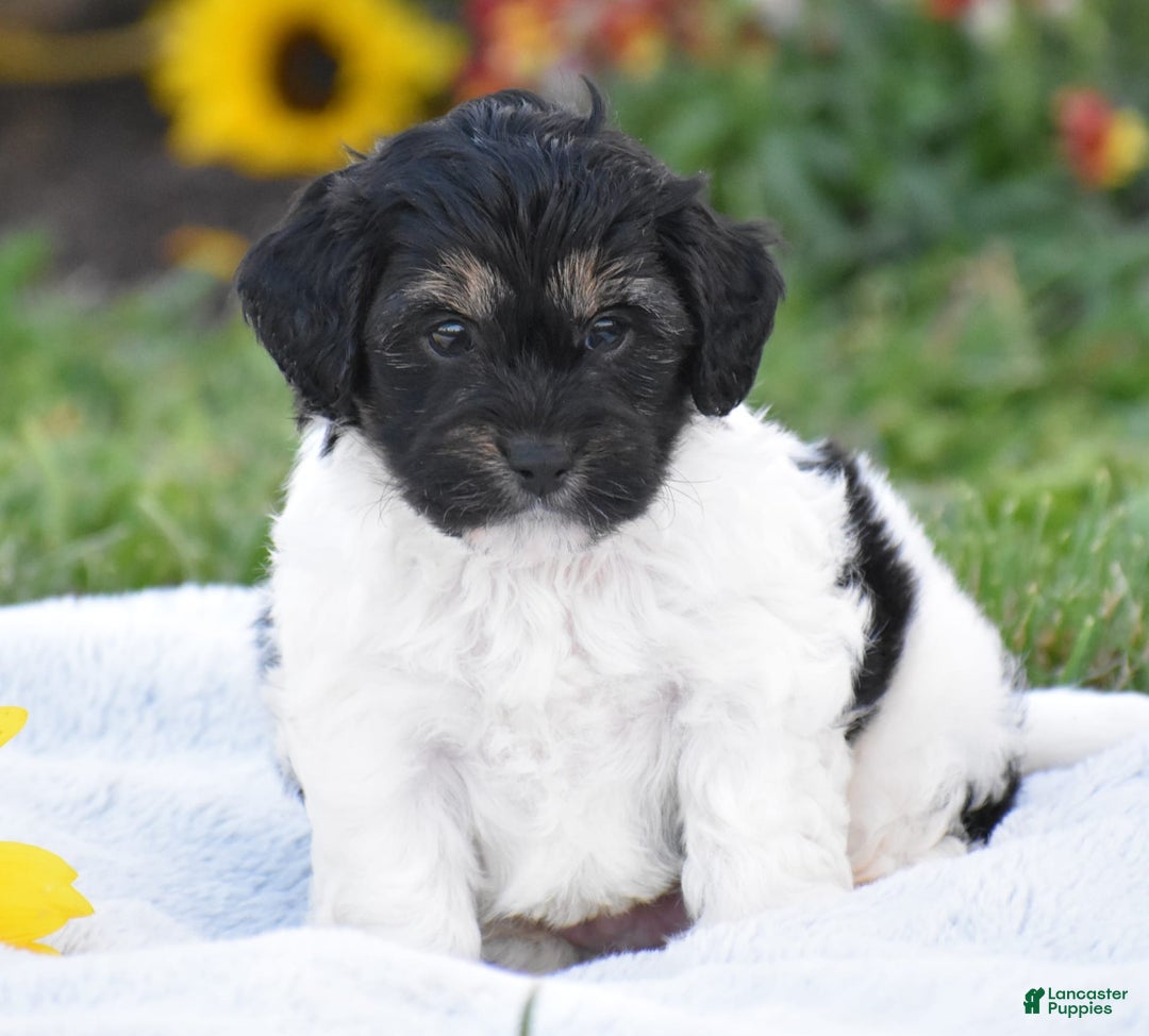 Yorkiepoo dogs for sale: Irish - Image 5