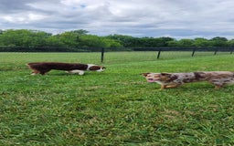 Australian Shepherd dogs for sale: Laura - Image 26