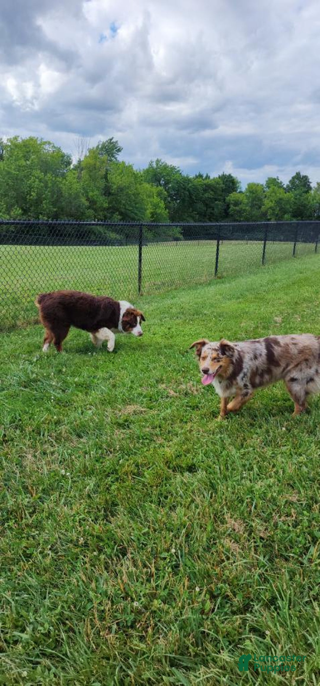 Australian Shepherd dogs for sale: Laura - Image 26