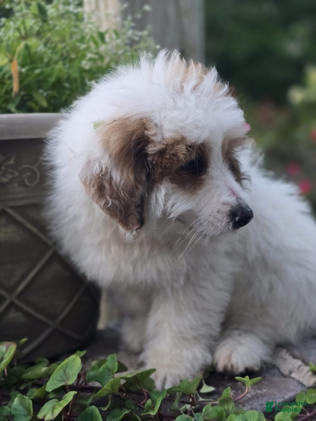 Mini Bernedoodle dogs for sale: Bubba - Image 17