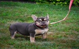French Bulldog dogs for sale: Nova - Image 7