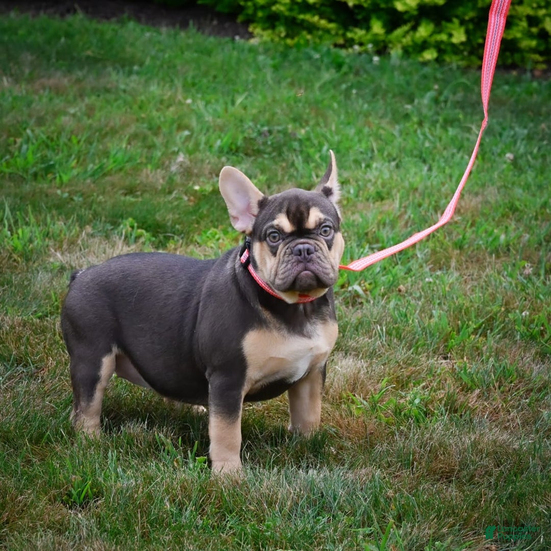 French Bulldog dogs for sale: Nova - Image 7