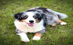 Aussiedoodle dogs for sale: Btf1 - Listing for pets: Btf1, Btf1 - Image 7