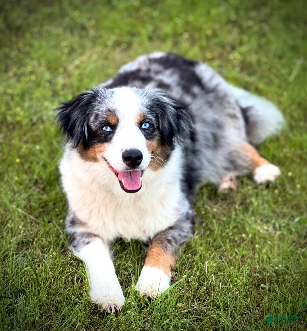 Aussiedoodle dogs for sale: Btf1 - Listing for pets: Btf1, Btf1 - Image 7