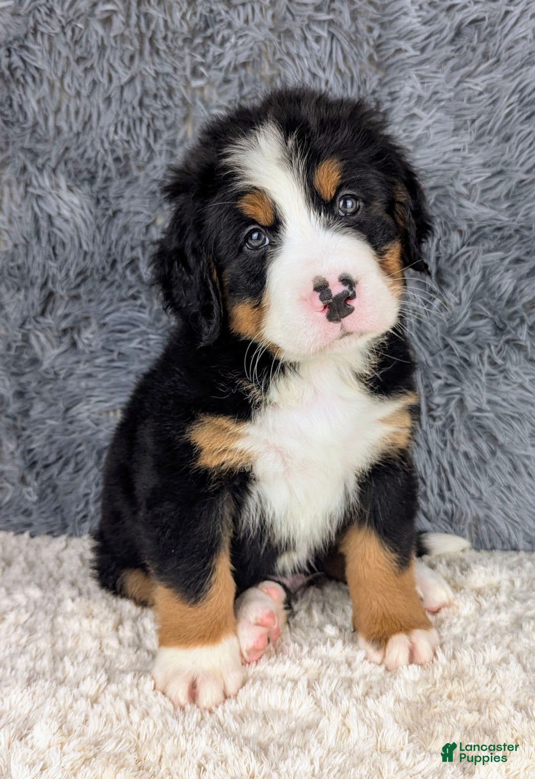 Bernese Mountain Dog dogs for sale: Boomer - Image 4