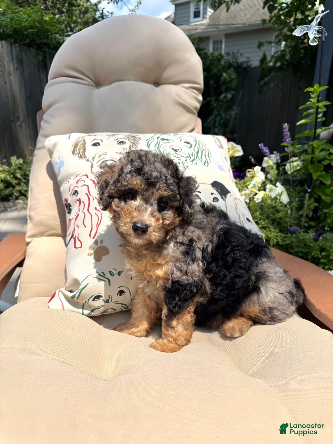  dogs for sale: Mini Goldendoodle 5 puppies - Image 1