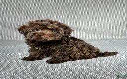 Havapoo dogs for sale: Havapoo 5 puppies - Image 12