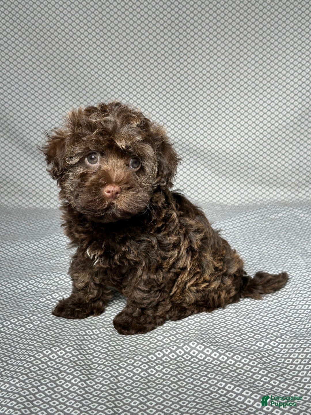 Havapoo dogs for sale: Havapoo 5 puppies - Image 12