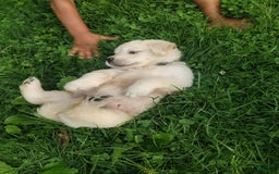 Golden Retriever dogs for sale: Pebbles - Image 8