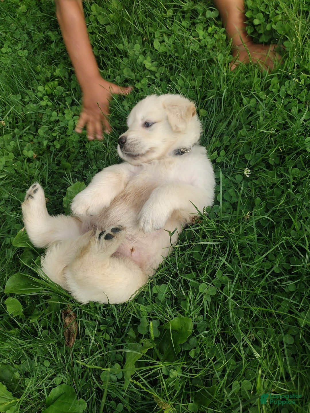 Golden Retriever dogs for sale: Pebbles - Image 8