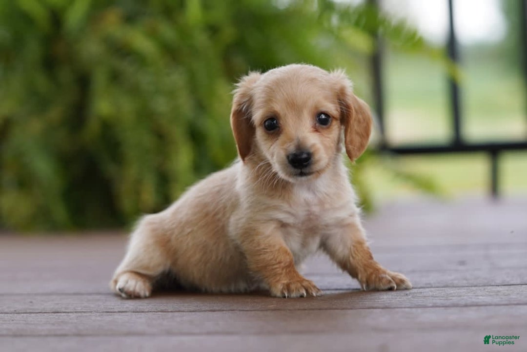 Miniature Dachshund dogs for sale: Goldilocks - Image 3