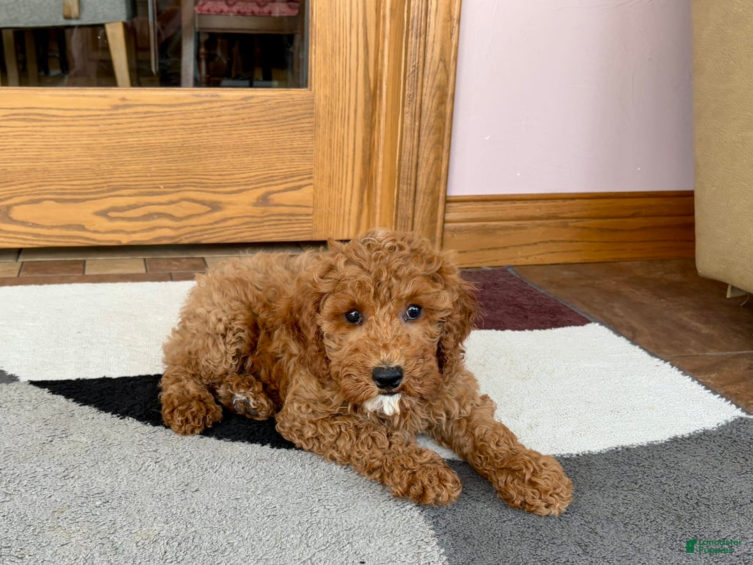 Cockapoo dogs for sale: Glen - Image 6