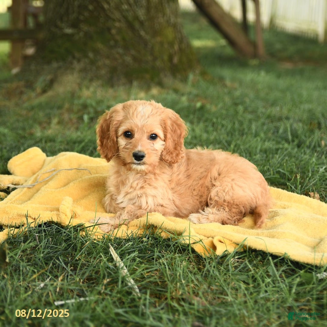 Cockapoo dogs for sale: Tom Sawyer - Image 3