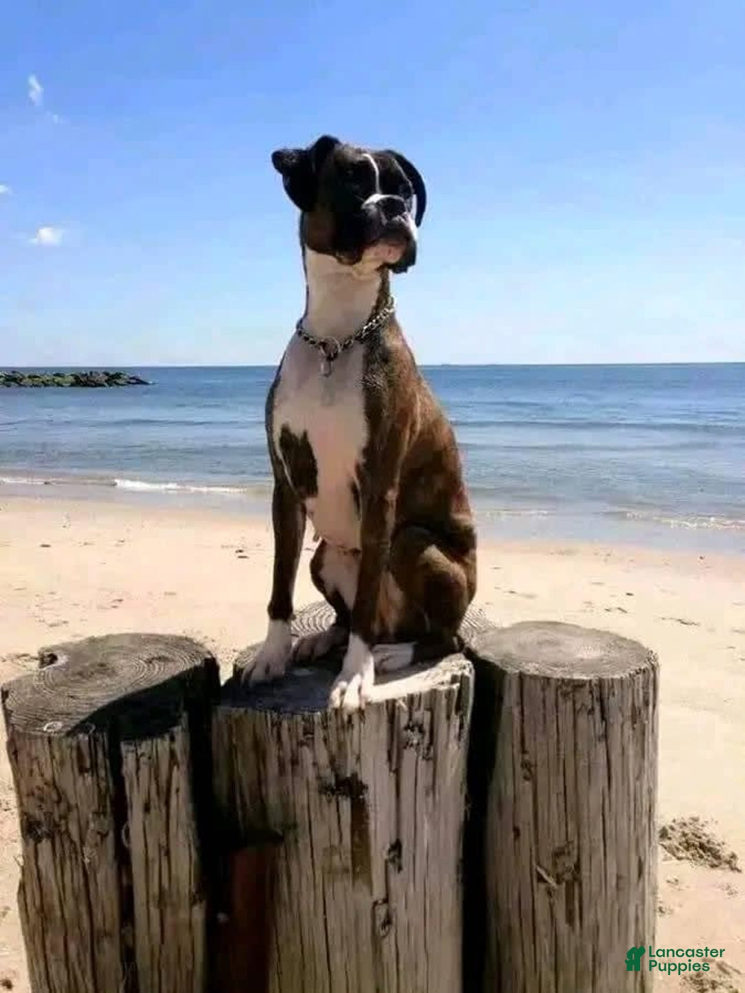 Boxer dogs for sale: Sparky - Image 3