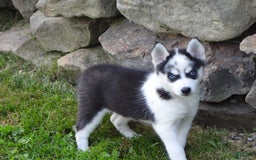 Pomsky dogs for sale: Fiesty Girl - Image 6