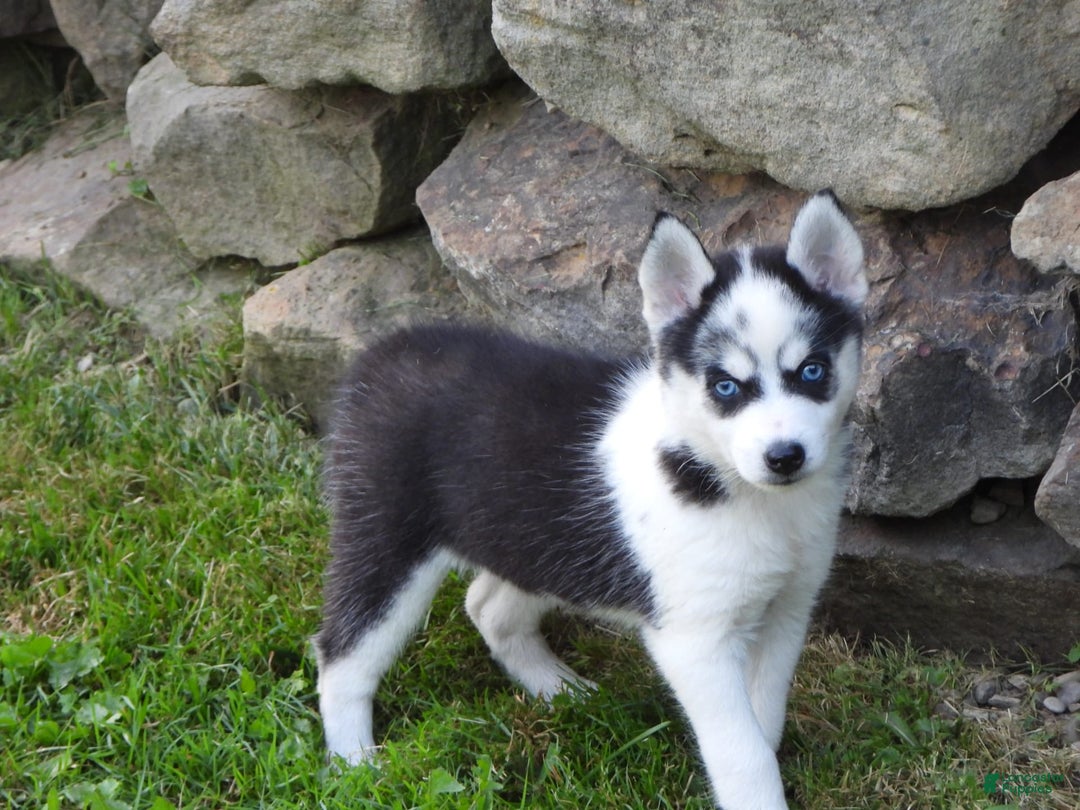 Pomsky dogs for sale: Fiesty Girl - Image 6