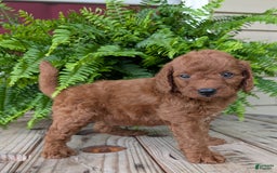 Mini Goldendoodle dogs for sale: Mini -coner - Image 44