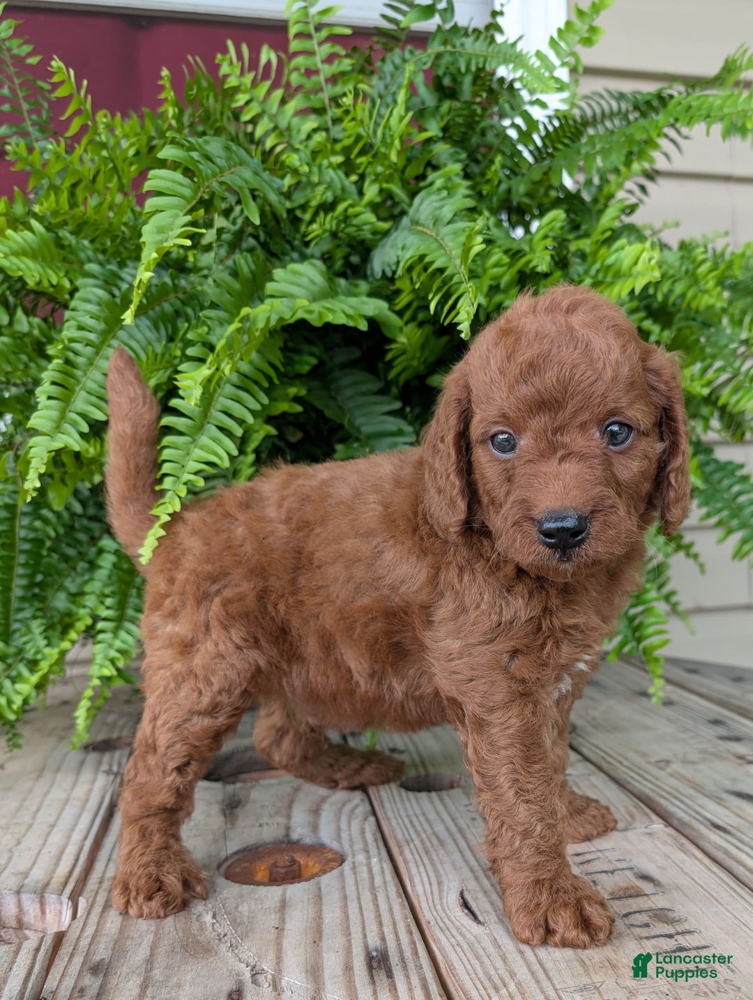 Mini Goldendoodle dogs for sale: Mini -coner - Image 44