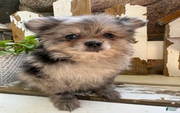 Pomeranian dogs for sale: Rusty - Image 8