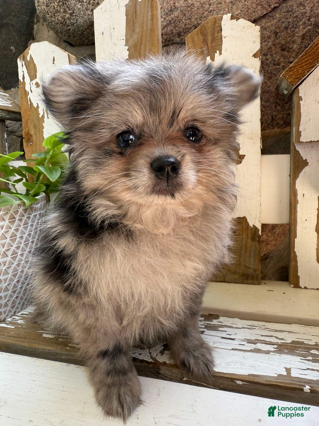 Pomeranian dogs for sale: Rusty - Image 8