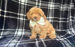 Cockapoo dogs for sale: Royal - Image 4
