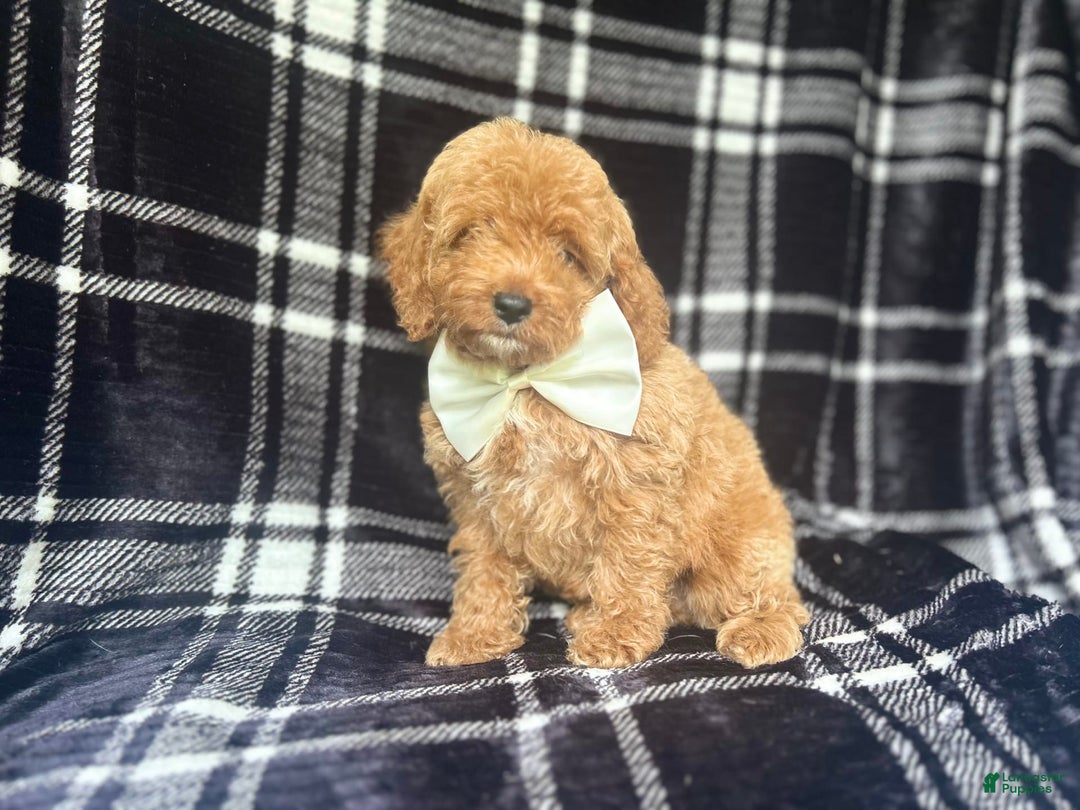 Cockapoo dogs for sale: Royal - Image 4