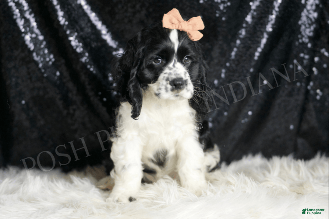 Cocker Spaniel dogs for sale: Lewey - Image 4