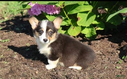 Welsh Corgi Pembroke dogs for sale: Conway - Image 2