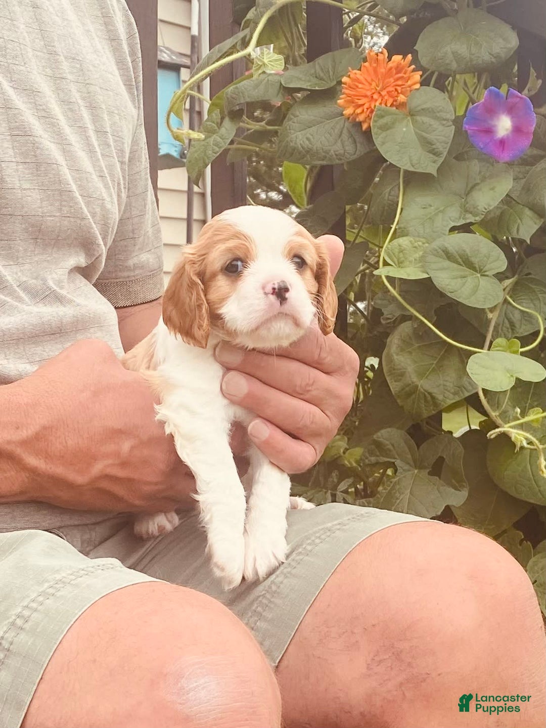 Cavalier King Charles Spaniel dogs for sale: Blenheim Boy - Image 3