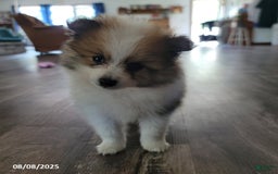 Pomeranian dogs for sale: Rambo - Image 5