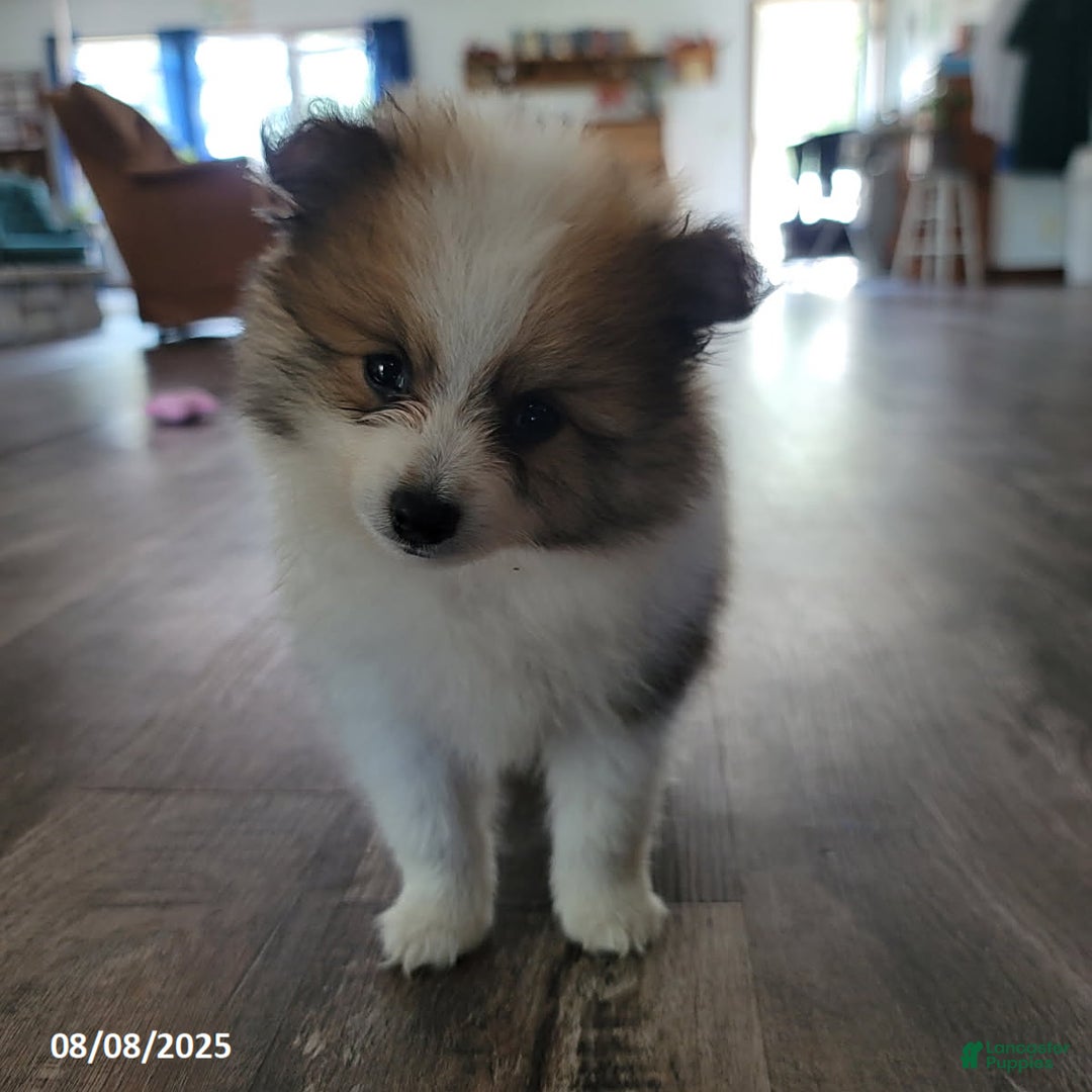 Pomeranian dogs for sale: Rambo - Image 5