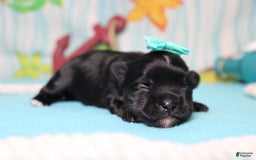 Morkie dogs for sale: Expresso - Image 1