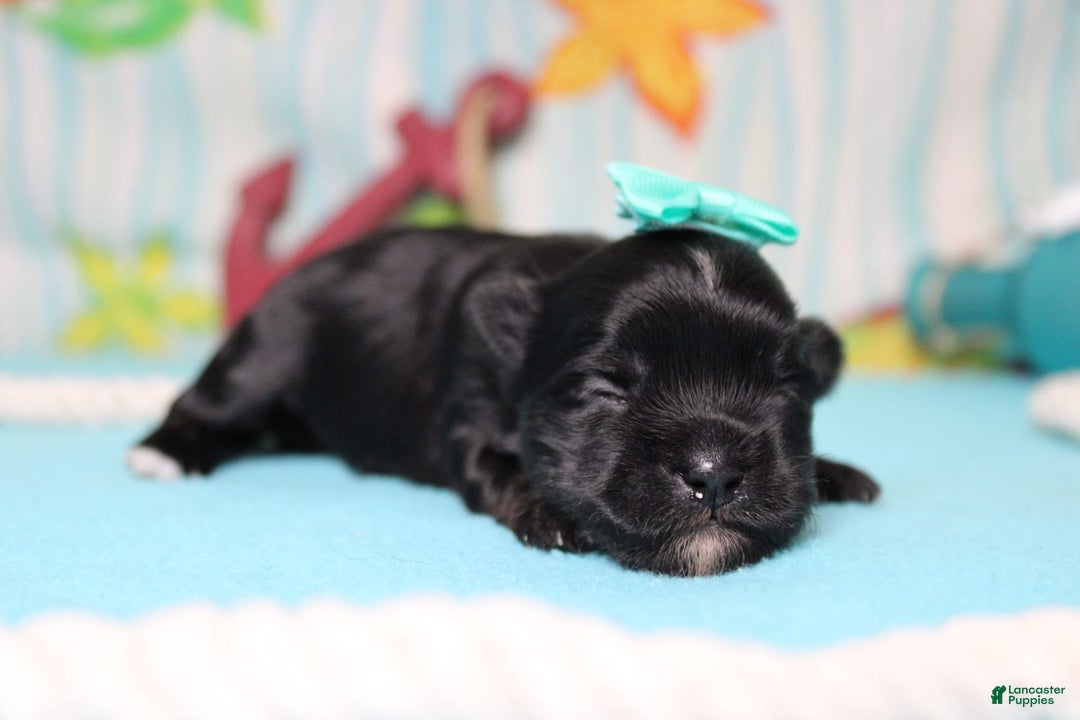 Morkie dogs for sale: Expresso - Image 1