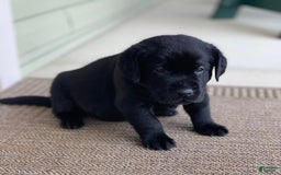 Labrador Retriever dogs for sale: Jake - Image 4