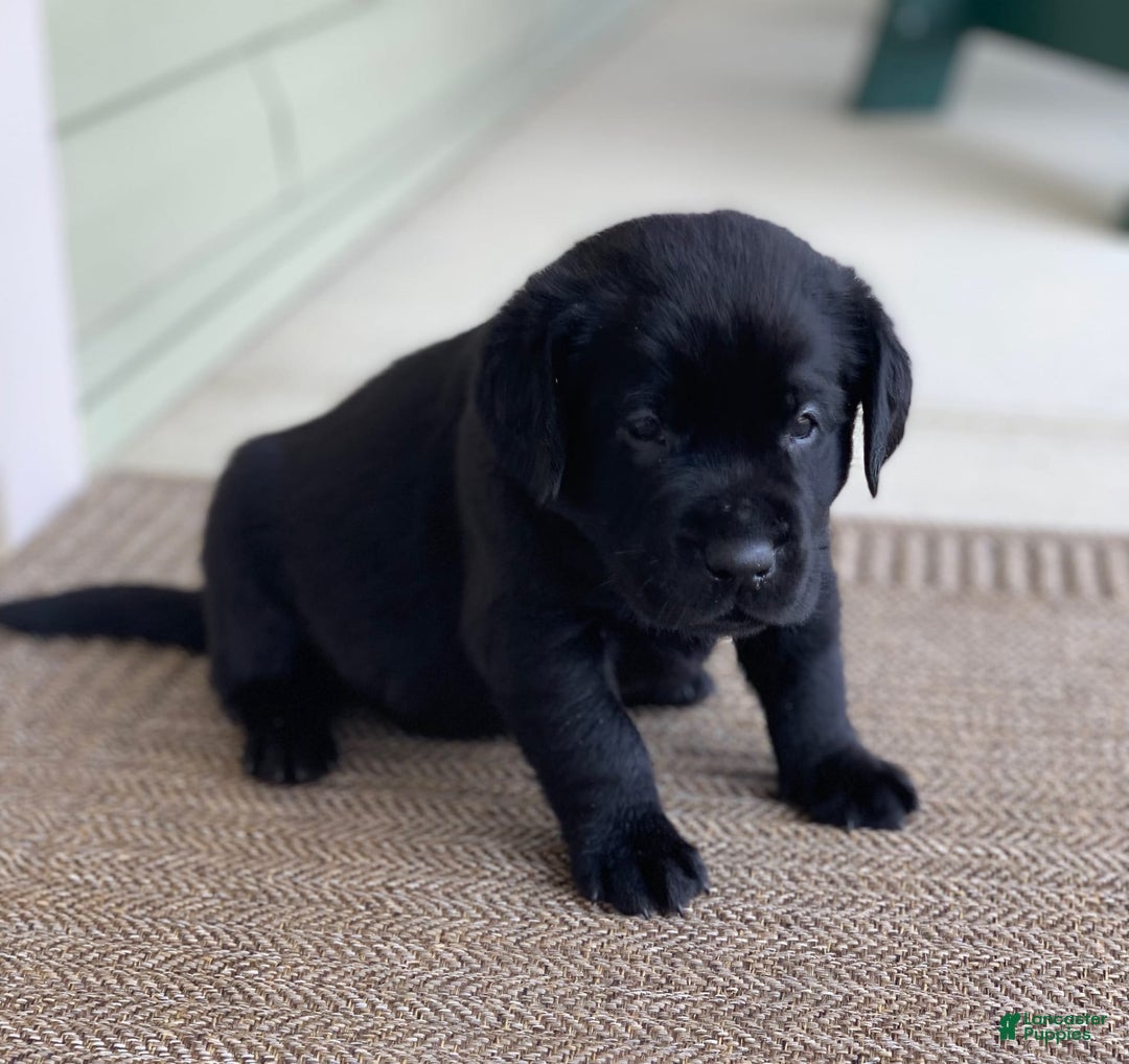 Labrador Retriever dogs for sale: Jake - Image 4
