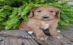 Goldendoodle dogs for sale: Bella - Image 8
