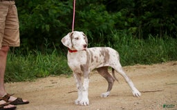 Great Dane dogs for sale: Jovie - Image 12