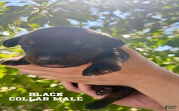 Doberman Pinscher dogs for sale: Black Collar - Image 7