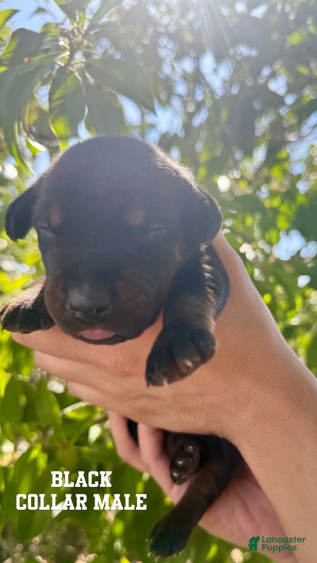 Doberman Pinscher dogs for sale: Black Collar - Image 7