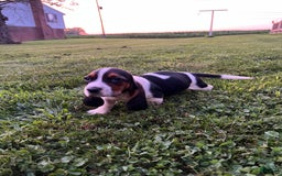 Basset Hound dogs for sale: Roxy - Image 1