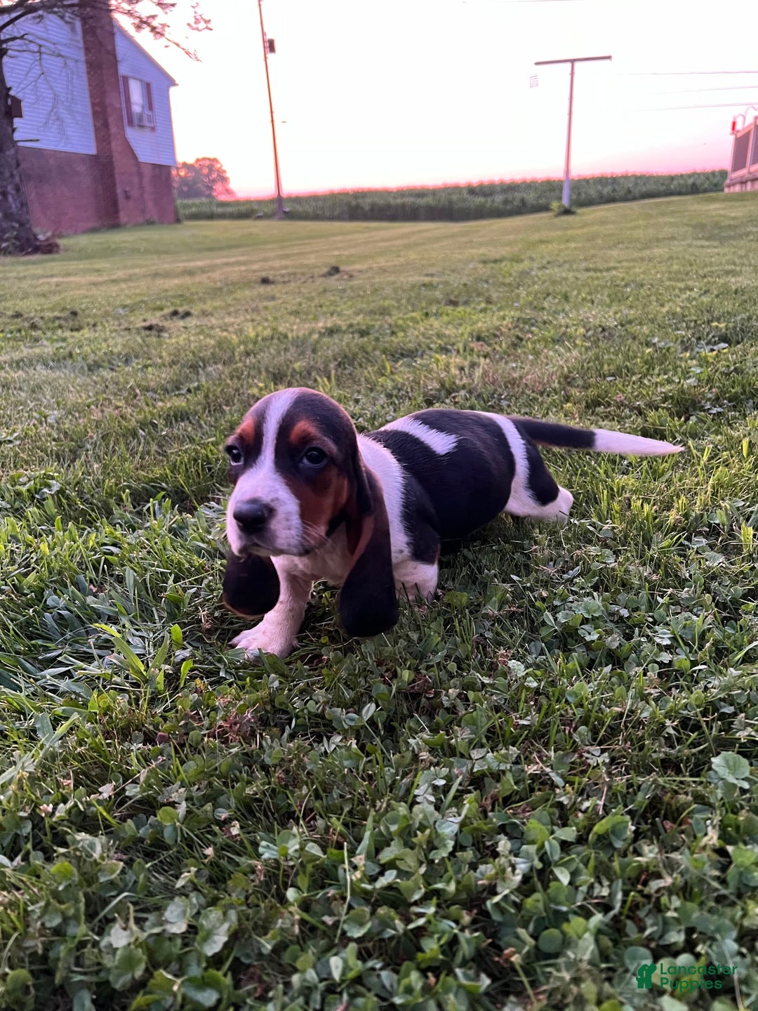 Basset Hound dogs for sale: Roxy - Image 1