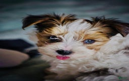 Yorkshire Terrier dogs for sale: Bruno - Image 9