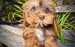 Havapoo dogs for sale: Josie - Image 5