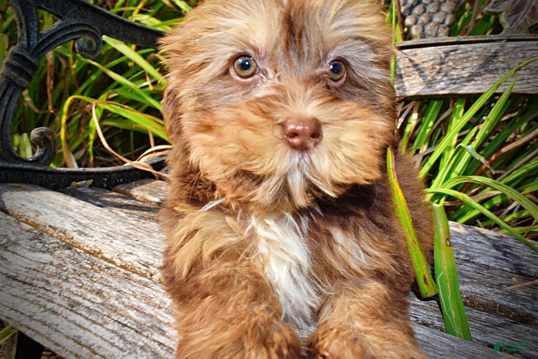 Havapoo dogs for sale: Josie - Image 5
