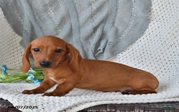 Miniature Dachshund dogs for sale: Miniature Dachshund 6 puppies - Image 9