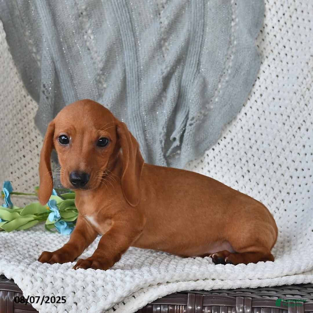 Miniature Dachshund dogs for sale: Miniature Dachshund 6 puppies - Image 9