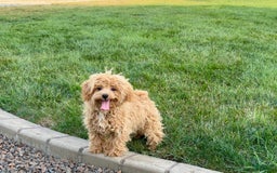 Maltipoo dogs for sale: Sherry - Image 14